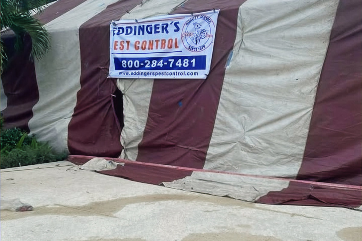 Close view of an Eddinger's Pest Control fumigation tent sealed at ground level, with the Eddinger's banner and 800-284-7481 number on the tent